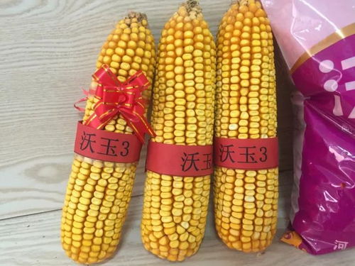 2018年购买种子注意事项大全 附玉米最新收购价